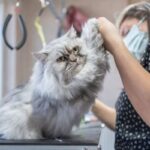 Why Choosing the Right Puppy Salon in San Diego