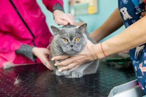 cat grooming san diego
