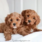 Cavapoo Puppies