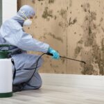 mold removal services
