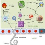 Parasitic Worm Infections