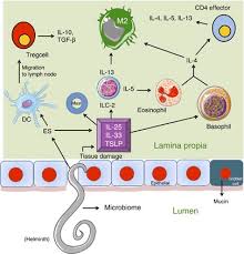 Parasitic Worm Infections