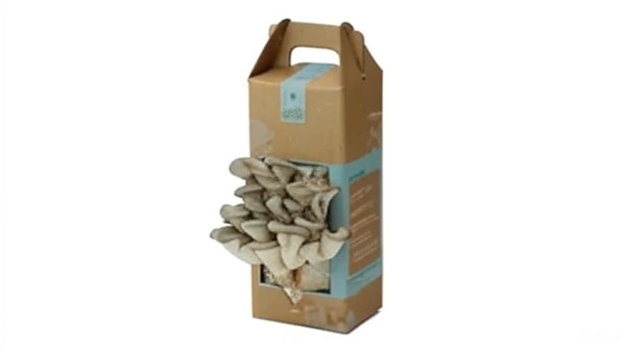 mushroom boxes