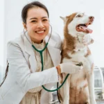 Enhancing Your Dog’s Health and Stamina: The Role of Canine Performance Supplements