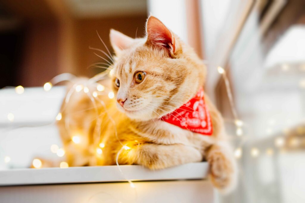 cozy cat sitting gracefully in a festive Christmas setting, surrounded by a decorated tree, twinkling lights, and wrapped presents in the background
