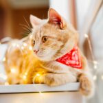 cozy cat sitting gracefully in a festive Christmas setting, surrounded by a decorated tree, twinkling lights, and wrapped presents in the background